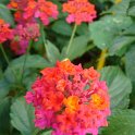 Lantana camara de Bali